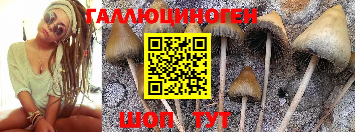как найти закладки  Галлюциногенные грибы ЛСД  Каменск-Уральский  Вход с VPN  Галлюциногенные грибы мицелий 